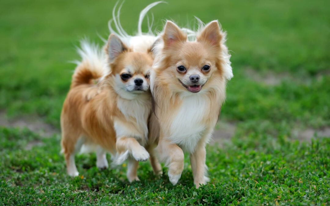 Perché è importante socializzare per i cani: l’approccio di Pongo Hundesitter